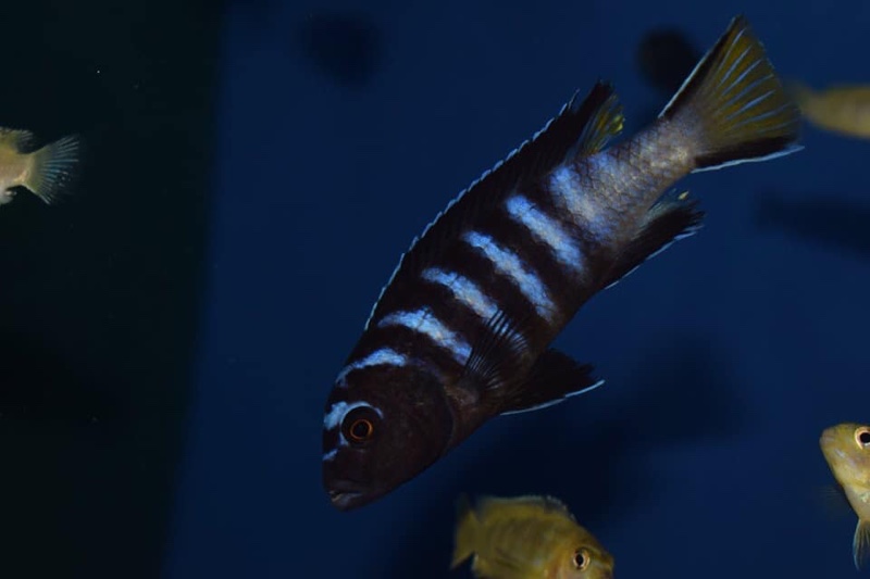 Maylandia sp. 'elongatus linganjala' Linganjala Reef